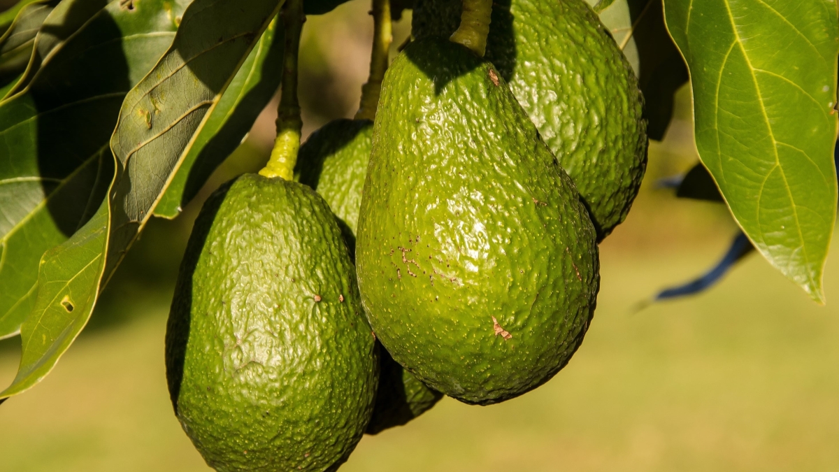 sandid-avocados-945418 (1).jpg